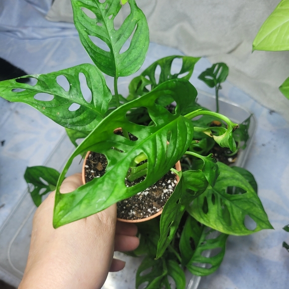 Live plant monstera swiss cheese full rooted - Picture 5 of 12